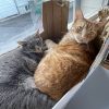 Images de profil de Emma - Blooming Pets - Petsitting et garde d'animaux à domicile