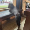 Images de profil de Emma - Blooming Pets - Petsitting et garde d'animaux à domicile