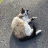 Images de profil de Emma - Blooming Pets - Petsitting et garde d'animaux à domicile