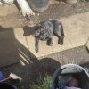 Images de profil de Emma - Blooming Pets - Petsitting et garde d'animaux à domicile