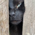 Oreo Mon Chat  Européen Mâle stérilisé - Garde d'animaux à domicile