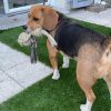 Images de profil de Erine - Blooming Pets - Petsitting et garde d'animaux à domicile