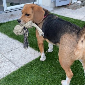 Images de profil de Erine - Blooming Pets - Petsitting et garde d'animaux à domicile