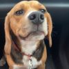Images de profil de Erine - Blooming Pets - Petsitting et garde d'animaux à domicile