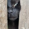 Images de profil de Erine - Blooming Pets - Petsitting et garde d'animaux à domicile