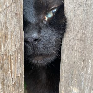 Images de profil de Erine - Blooming Pets - Petsitting et garde d'animaux à domicile