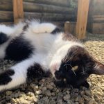 Kimono Mon Chat  Européen Femelle - Garde d'animaux à domicile