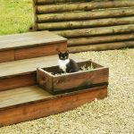 Katsu Mon Chat  Européen Femelle - Garde d'animaux à domicile