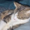 Images de profil de Eva - Blooming Pets - Petsitting et garde d'animaux Ă domicile