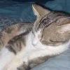 Images de profil de Eva - Blooming Pets - Petsitting et garde d'animaux à domicile