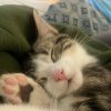 Images de profil de Eva - Blooming Pets - Petsitting et garde d'animaux Ă domicile