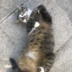 Aya Mon Chat  Européen Femelle - Garde d'animaux à domicile