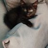 Images de profil de Stéphanie - Blooming Pets - Petsitting et garde d'animaux à domicile