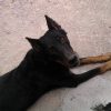 Images de profil de Stéphanie - Blooming Pets - Petsitting et garde d'animaux à domicile