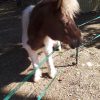 Images de profil de Stéphanie - Blooming Pets - Petsitting et garde d'animaux à domicile