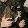Images de profil de Stéphanie - Blooming Pets - Petsitting et garde d'animaux à domicile
