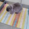 Images de profil de Stéphanie - Blooming Pets - Petsitting et garde d'animaux à domicile