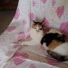 Images de profil de Stéphanie - Blooming Pets - Petsitting et garde d'animaux à domicile
