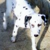 Images de profil de Stéphanie - Blooming Pets - Petsitting et garde d'animaux à domicile