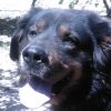 Images de profil de Stéphanie - Blooming Pets - Petsitting et garde d'animaux à domicile