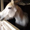 Images de profil de Stéphanie - Blooming Pets - Petsitting et garde d'animaux à domicile
