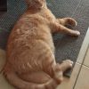 Images de profil de Stéphanie - Blooming Pets - Petsitting et garde d'animaux à domicile