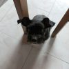 Images de profil de Stéphanie - Blooming Pets - Petsitting et garde d'animaux à domicile