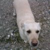 Images de profil de Stéphanie - Blooming Pets - Petsitting et garde d'animaux à domicile
