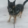 Images de profil de Stéphanie - Blooming Pets - Petsitting et garde d'animaux à domicile