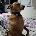 Image de profil de francoise - Blooming Pets - Petsitting et garde d'animaux à domicile