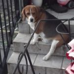 Sam Mon Chien  Beagle Mâle - Garde d'animaux à domicile