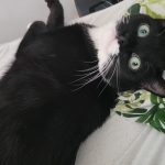 Image de profil de florentine - Blooming Pets - Petsitting et garde d'animaux à domicile