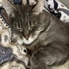 Images de profil de Fleur - Blooming Pets - Petsitting et garde d'animaux à domicile