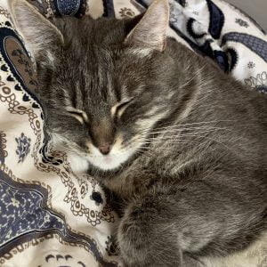 Images de profil de Fleur - Blooming Pets - Petsitting et garde d'animaux Ă domicile