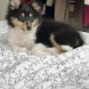 Images de profil de Fleur - Blooming Pets - Petsitting et garde d'animaux à domicile