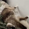 Images de profil de Fleur - Blooming Pets - Petsitting et garde d'animaux à domicile