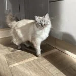 Tsuki Mon Chat  Sibérien Femelle - Garde d'animaux à domicile