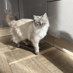 Tsuki