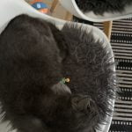 Gabriele - Blooming Pets - Petsitting et garde d'animaux à domicile