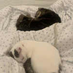 Image de profil de Helin - Blooming Pets - Petsitting et garde d'animaux à domicile