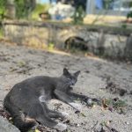 Rox Mon Chat  Européen Mâle stérilisé - Garde d'animaux à domicile