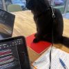 Images de profil de Héline - Blooming Pets - Petsitting et garde d'animaux à domicile
