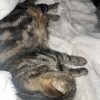 Images de profil de Héline - Blooming Pets - Petsitting et garde d'animaux à domicile