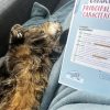Images de profil de Héline - Blooming Pets - Petsitting et garde d'animaux à domicile