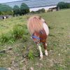 Images de profil de Héline - Blooming Pets - Petsitting et garde d'animaux à domicile