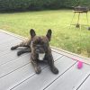Images de profil de Ines - Blooming Pets - Petsitting et garde d'animaux à domicile
