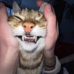 Mimolette Mimolette Mon Chat Abyssin Femelle stérilisée - Garde d'animaux à domicile