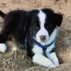 Images de profil de Jeanne - Blooming Pets - Petsitting et garde d'animaux à domicile