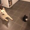 Images de profil de Jonathan - Blooming Pets - Petsitting et garde d'animaux à domicile