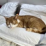 Simba Mon Chat  Européen Mâle stérilisé - Garde d'animaux à domicile